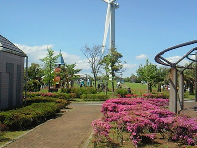 若洲海浜公園の多目的広場